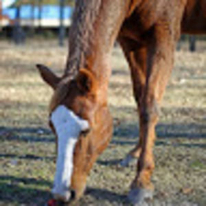 Meet your Posher, Equine.